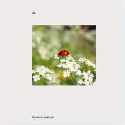 The Little Red Ladybug 5.jpg